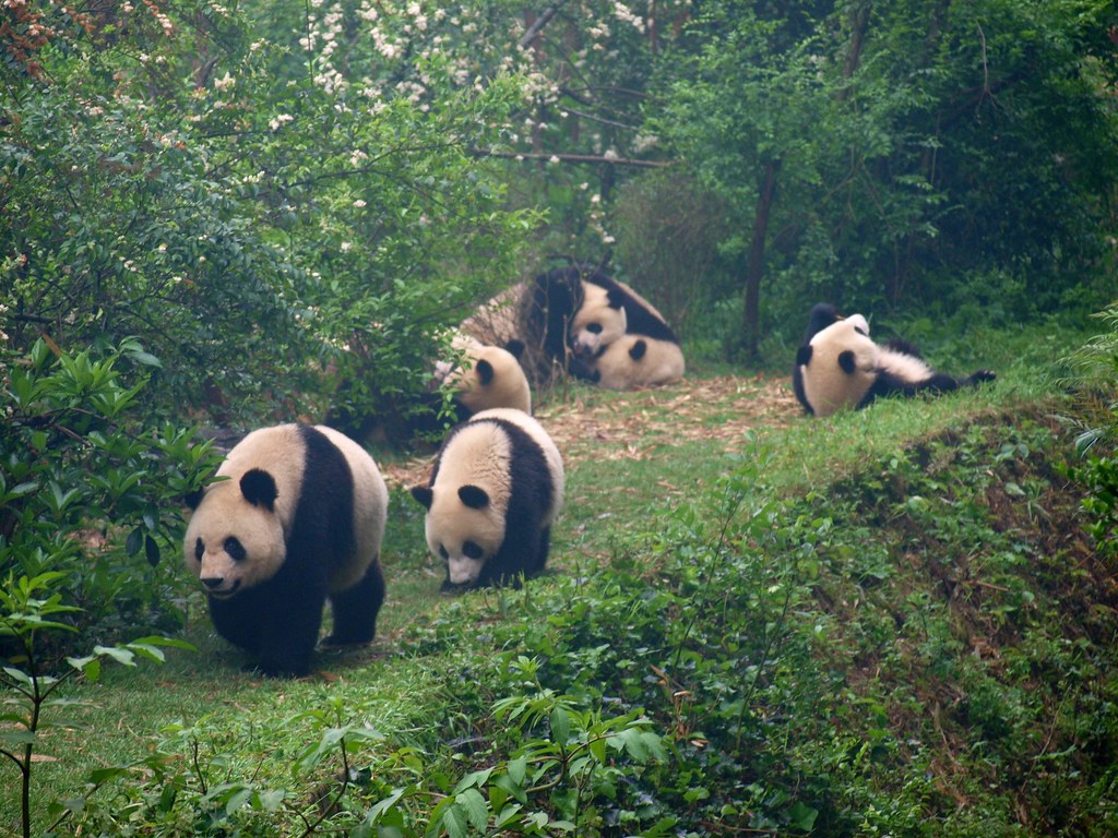 Travel - Panda bear family
